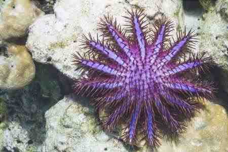 Estrella de mar corona de espinas - Acanthaster planci