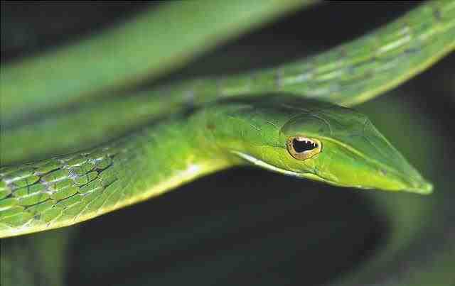 Ahaetulla nasuta - Serpiente de liana verde