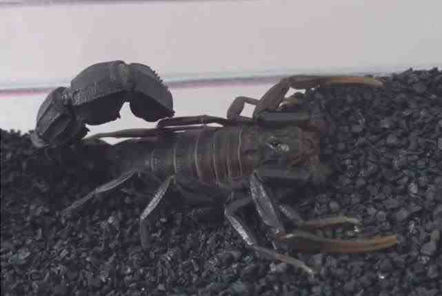 Androctonus bicolor - Escorpión negro de cola gruesa