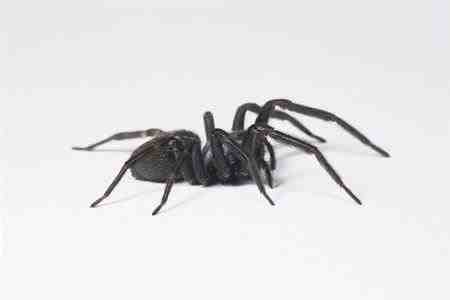 Araña doméstica negra - Badumna insignis