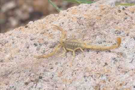 Escorpión de la corteza - Centruroides sculpturatus