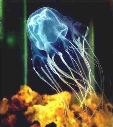 Avispa de mar – Chironex fleckeri