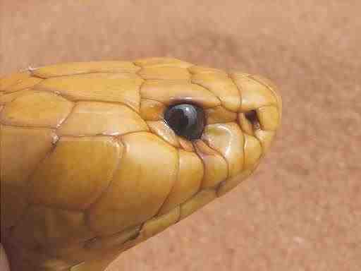 Cobra sudafricana - Naja nivea