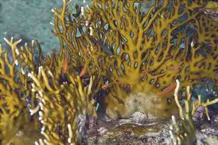 Coral de fuego - Millepora dichotoma