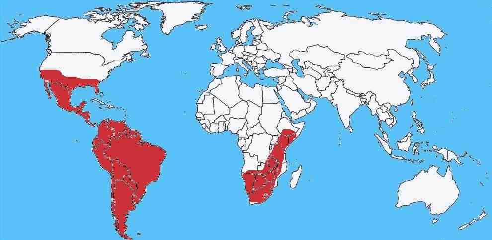 Abeja africana en expansión - Apis mellifera scutellata