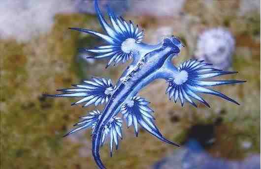 Dragón azul - Glaucus atlanticus