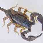 Escorpión de cola amarilla - Euscorpius flavicaudis