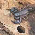 Euscorpius italicus - Escorpión italiano