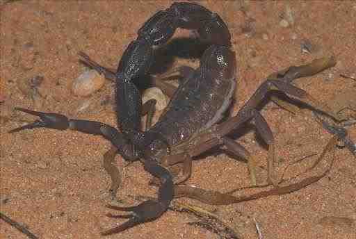 Parabuthus granulatus - Escorpión de cola grande