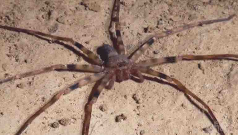 Araña cazadora gigante – Heteropoda maxima