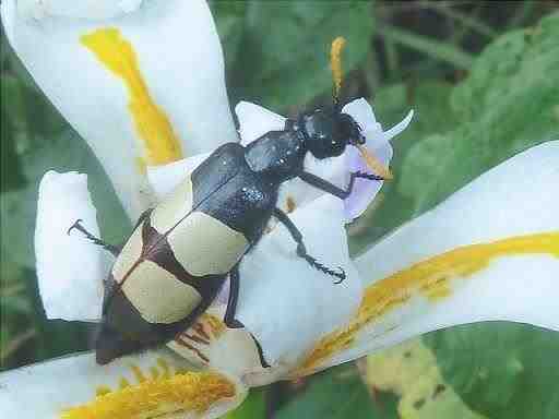 Hycleus oculatus - Escarabajo de la judía CMR