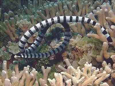 Hydrophis belcheri - Serpiente de mar de bandas débiles