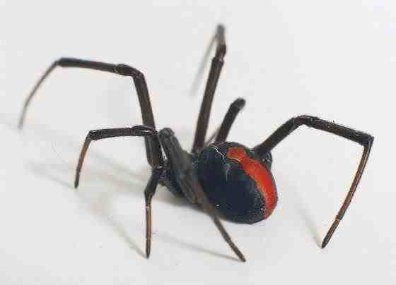 Araña de espalda roja - Latrodectus hasselti