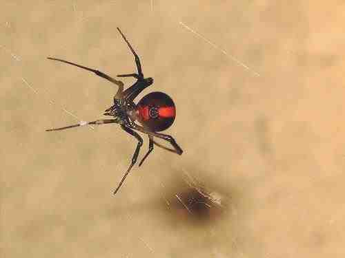 Araña de espalda roja - Latrodectus hasseltii