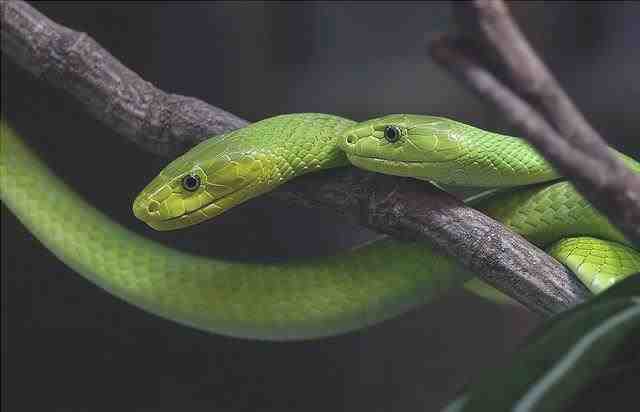 Mamba verde - Dendroaspis angusticeps