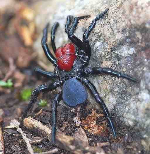 Missulena occatoria - Ratón araña de cabeza roja