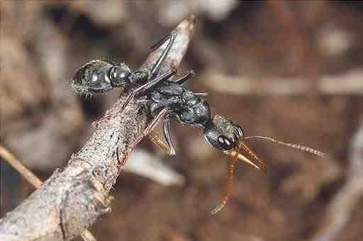 Hormiga saltadora - Myrmecia pilosula