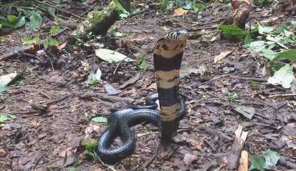 Naja melanoleuca - Cobra del bosque