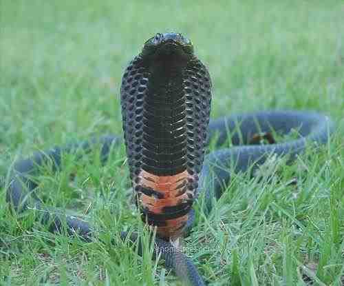 Cobra escupidora - Naja nigricollis