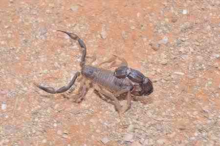 Parabuthus granulatus - Escorpión de cola grande