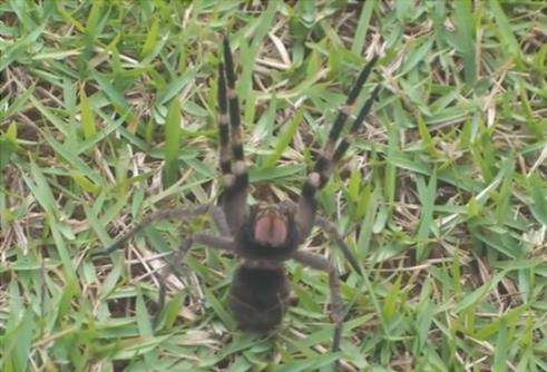 Araña errante brasileña - Phoneutria nigriventer