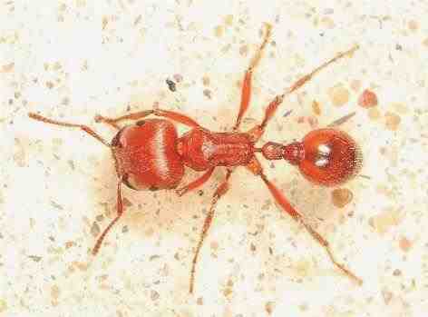 Hormiga cosechadora roja - Pogonomyrmex barbatus