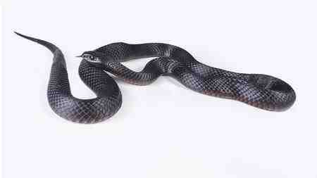 Pseudechis porphyriacus - Serpiente negra de vientre rojo