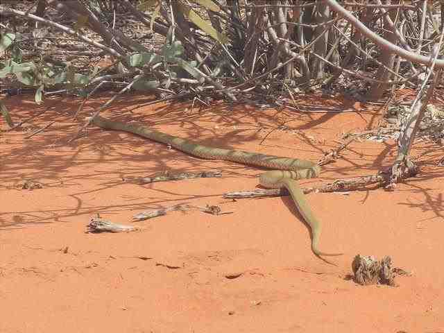 Serpiente marrón occidental - Pseudonaja nuchalis