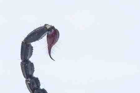 Heterometrus spinifer - Escorpión del bosque de Malasia