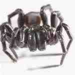 Los animales más venenosos del mundo - 9º puesto Atrax robustus, araña de tela de embudo de Sydney