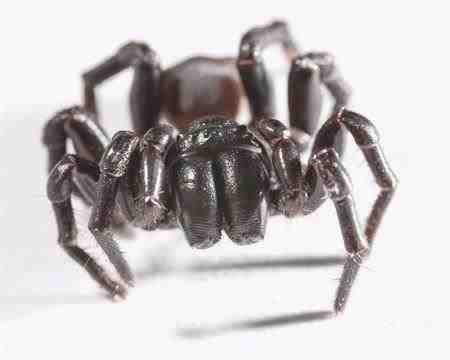 Atrax robustus, araña de tela de embudo de Sydney