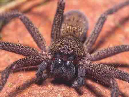 Araña cazadora – Sparassidae – Animales venenosos