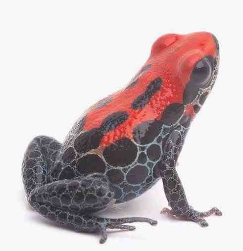 Rana de espalda roja - Ranitomeya reticulata