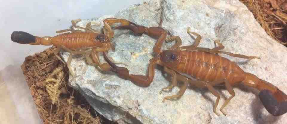 Rhopalurus junceus - El escorpión de veneno azul
