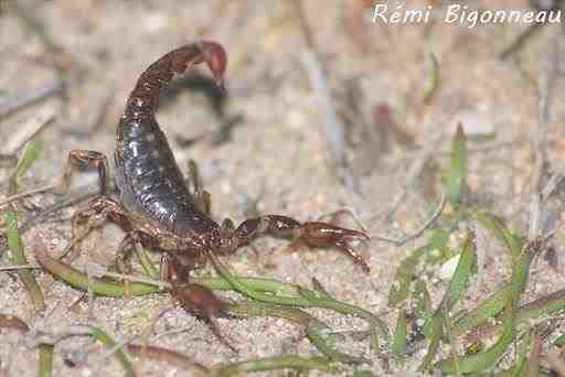 Cercophonius squama - Escorpión del bosque