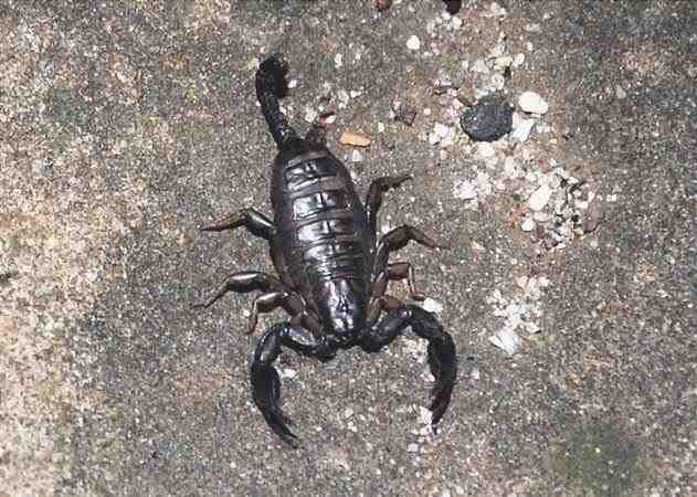 Escorpión alemán - Euscorpius germanus