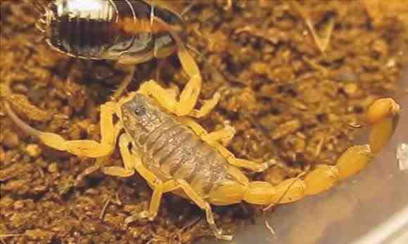 Escorpión amarillo brasileño - Tityus serrulatus
