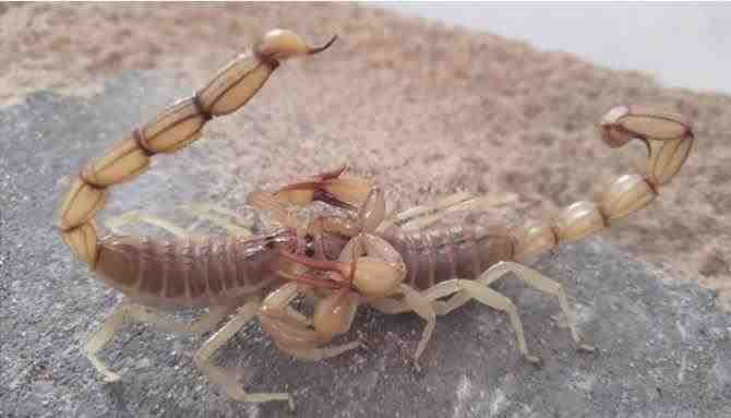 Androctonus amoreuxi - Escorpión del norte de África