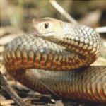 Los animales más venenosos del mundo - 6º puesto Serpiente marrón oriental - Pseudonaja textilis