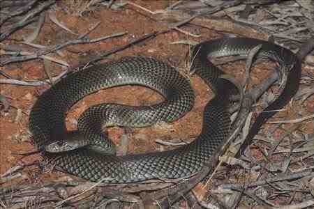 Serpiente real marrón - Pseudechis australis