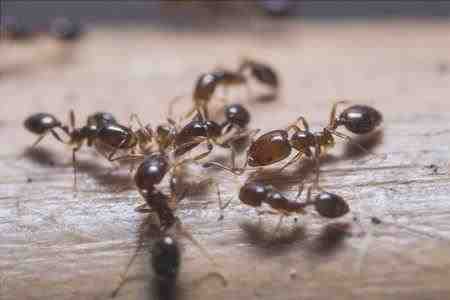Hormiga de fuego - Solenopsis invicta