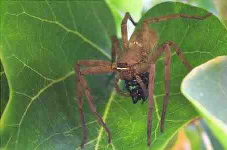 Araña cazadora - Sparassidae