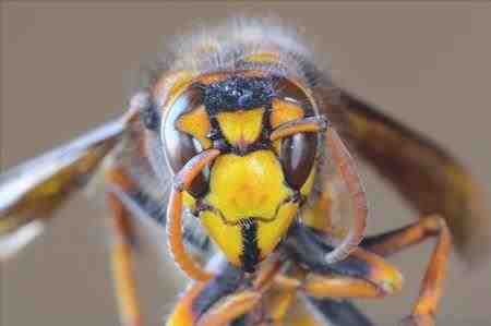 Avispón gigante asiático - Wasp mandarinia